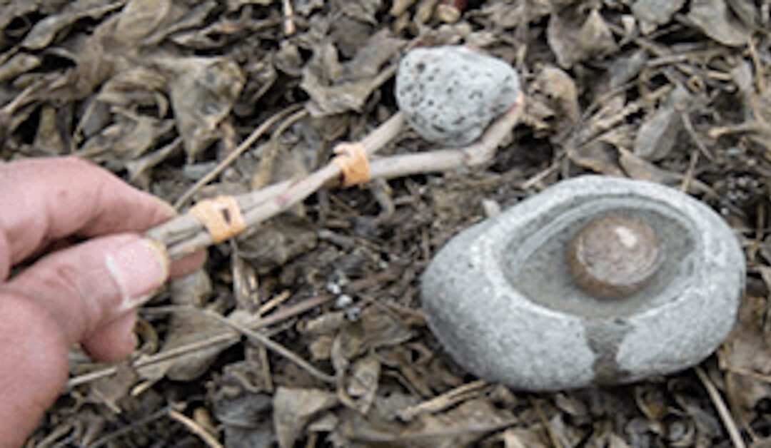 Beating Water Scarcity: A Comprehensive Guide to the Water Freedom System