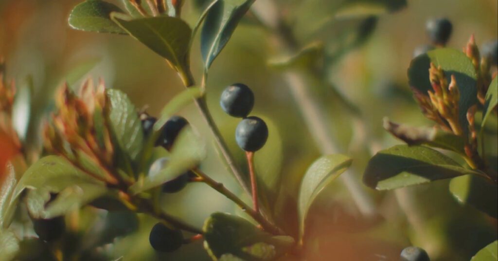 Why GlucoBerry is the Game-Changer in Blood Sugar Management: Benefits ...